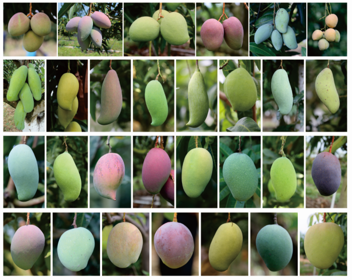 芒果种质资源.png