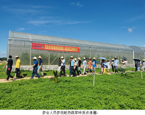 耐热蔬菜资源展示图.png
